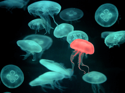Be the jellyfish that stands out.